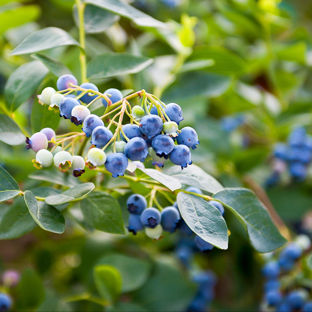 Verzorging Blauwe Bes