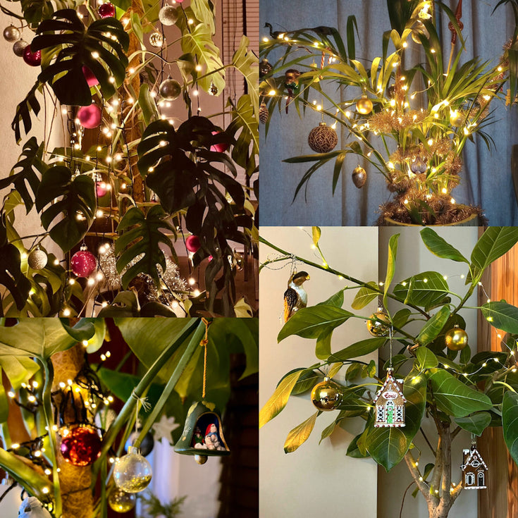 Winnaar Sprinklr's Kerstplantwedstrijd 2023