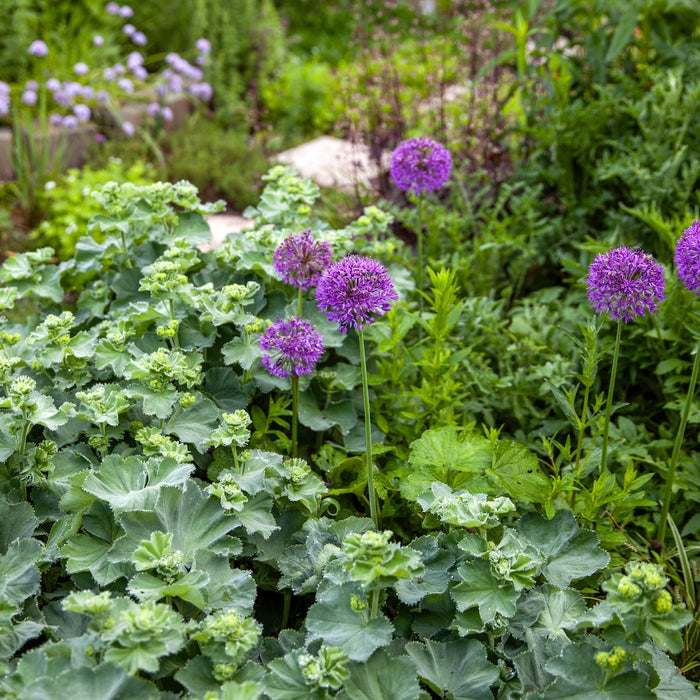 Bloembollen combineren met vaste planten? Zo doe je dat!