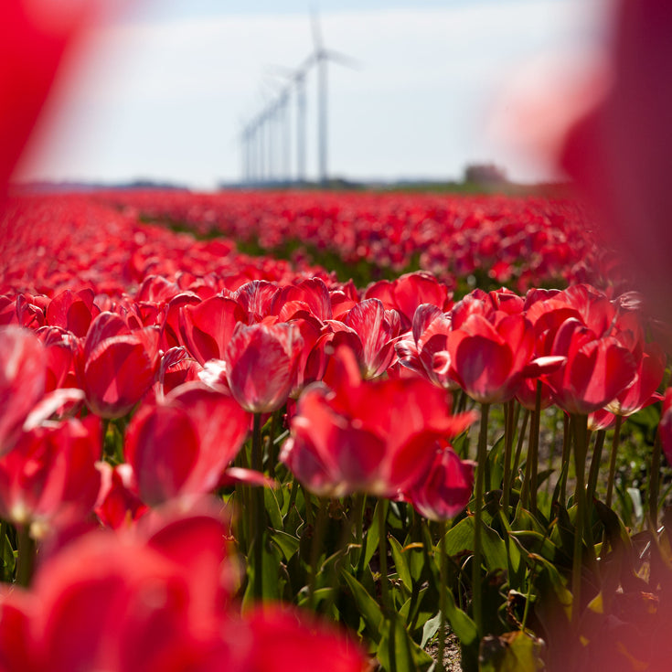 Wat een tech-gigant en bollenuitverkoop met elkaar te maken hebben