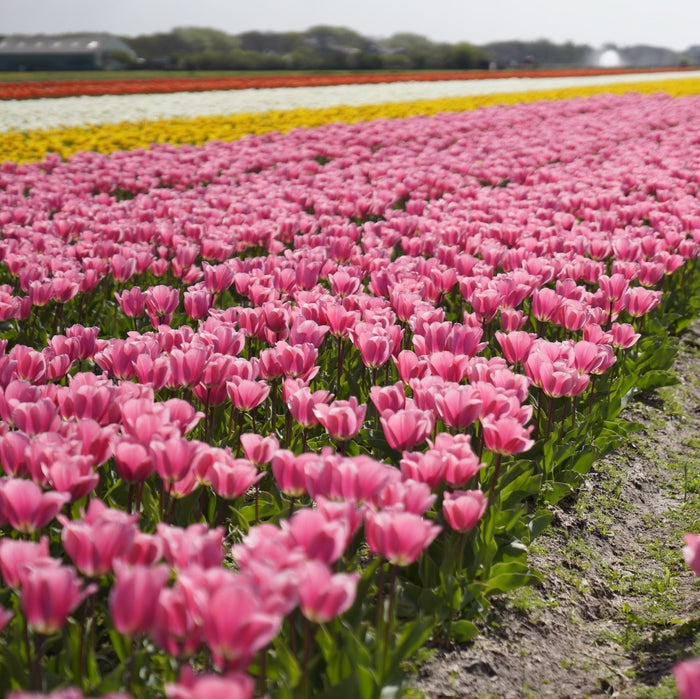Deze bioboeren telen Sprinklr's voorjaarsbollen