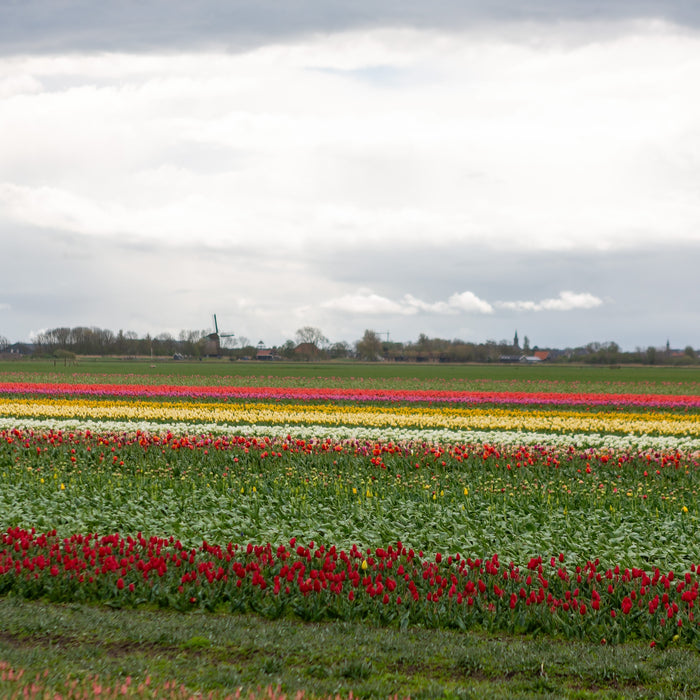 Nieuw PAN-onderzoek vindt afname gifgebruik in gangbare bollenteelt