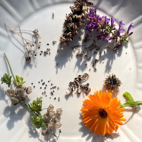 Zaden oogsten van je tuinplanten? Zo doe je dat!