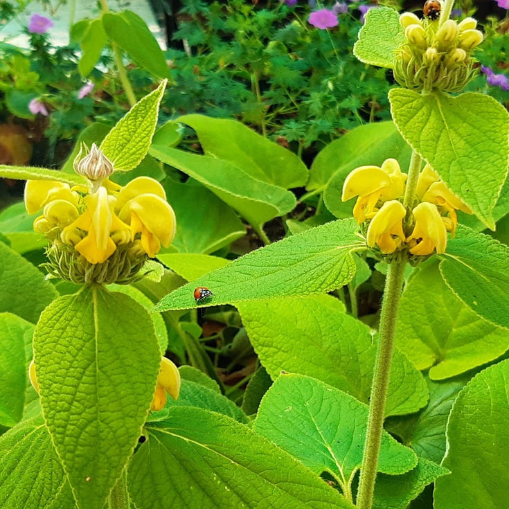 Verzorging Brandkruid