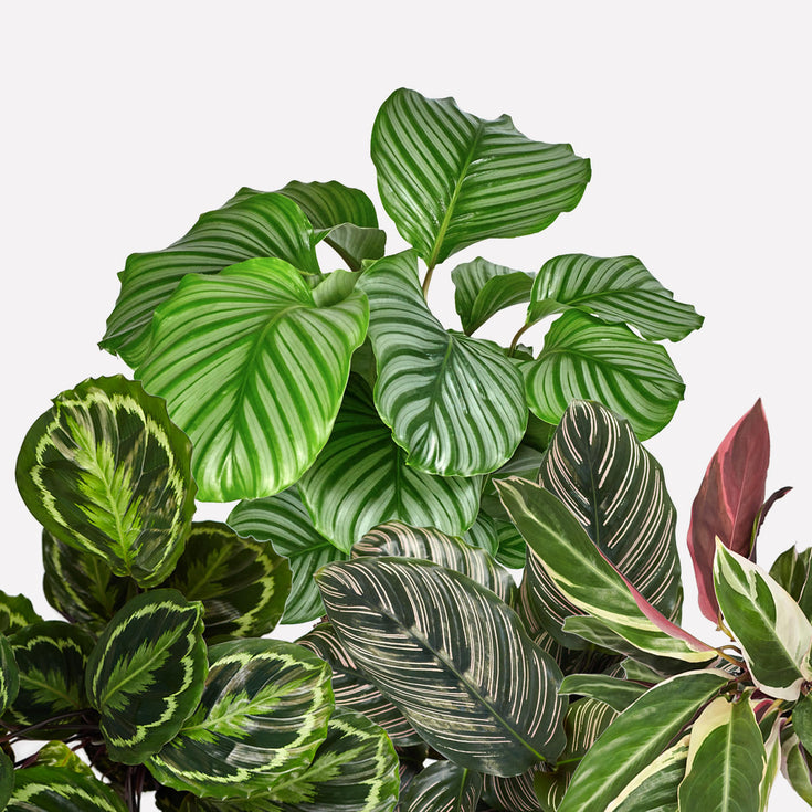 Verzorging Calathea