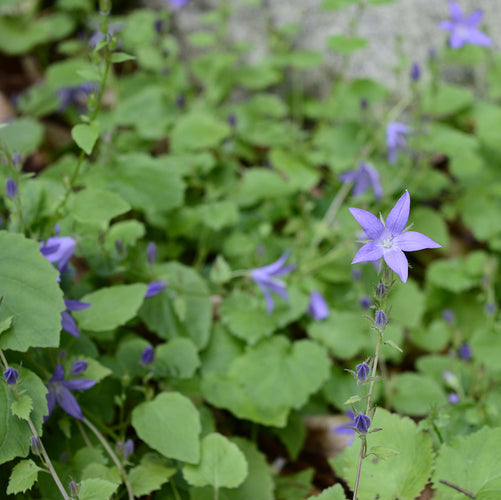 Verzorging campanula