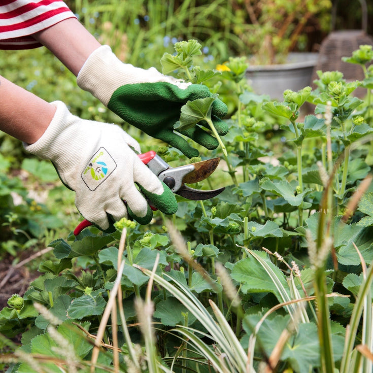 Deze planten groeien bossiger en bloemiger na de Chelsea chop!