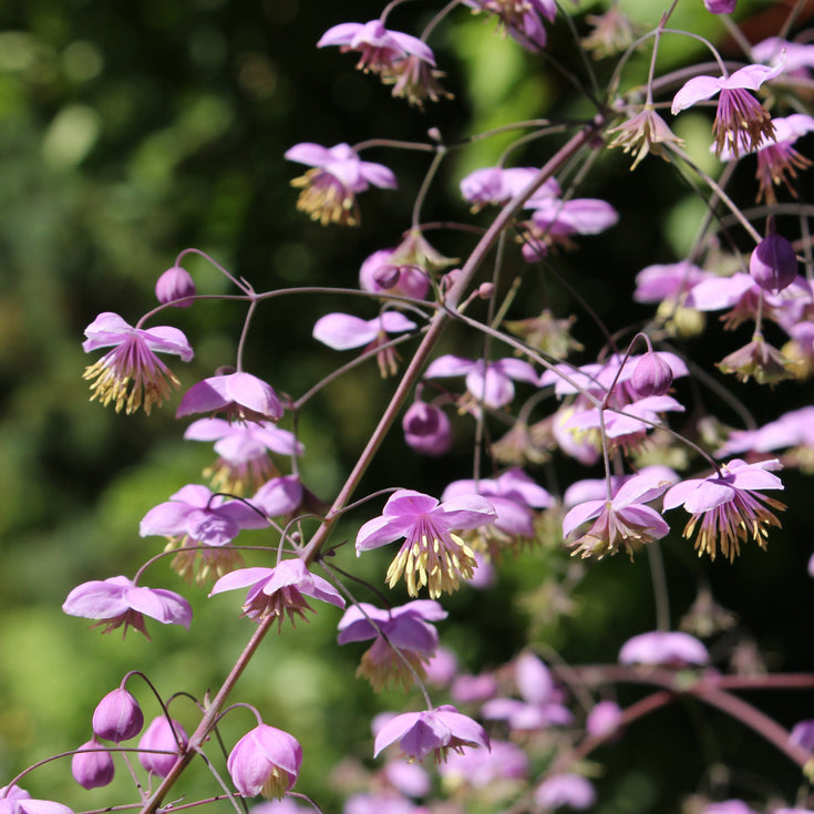 Verzorging Chinese ruit