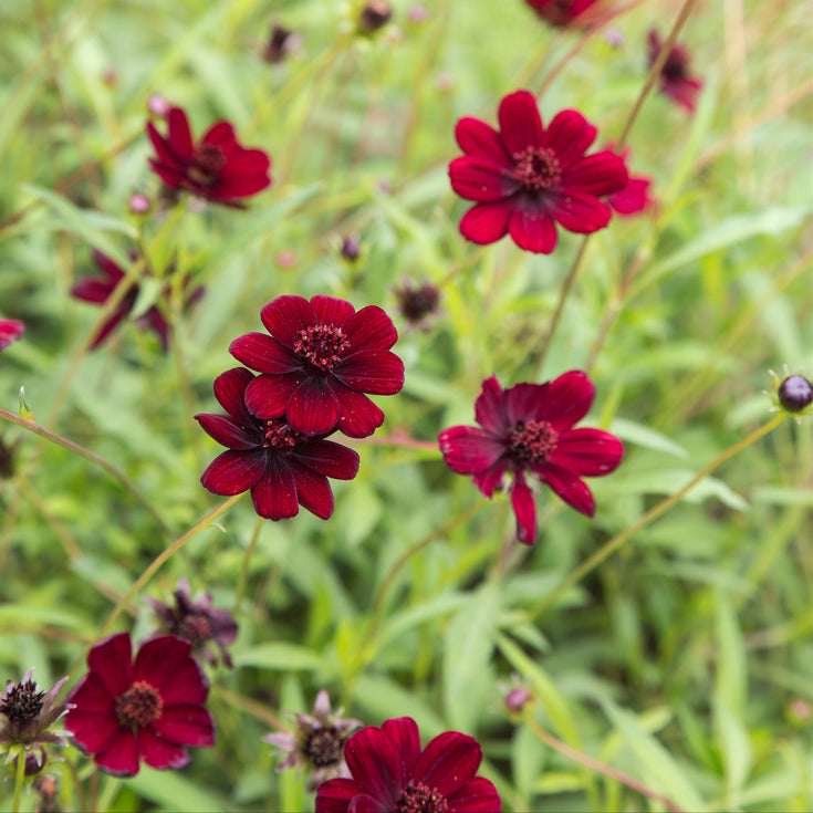 Verzorging Chocolade Cosmos