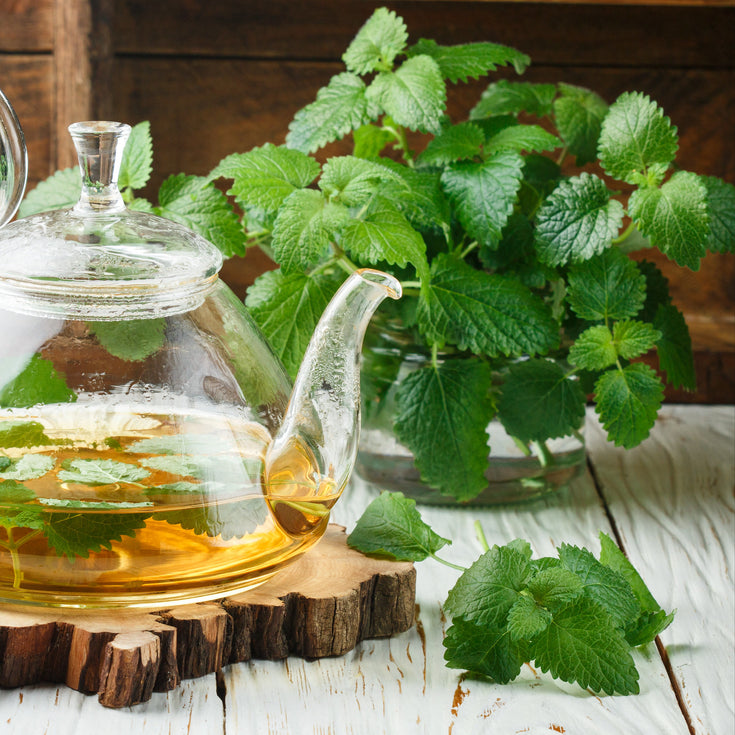 Verzorging Citroenmelisse