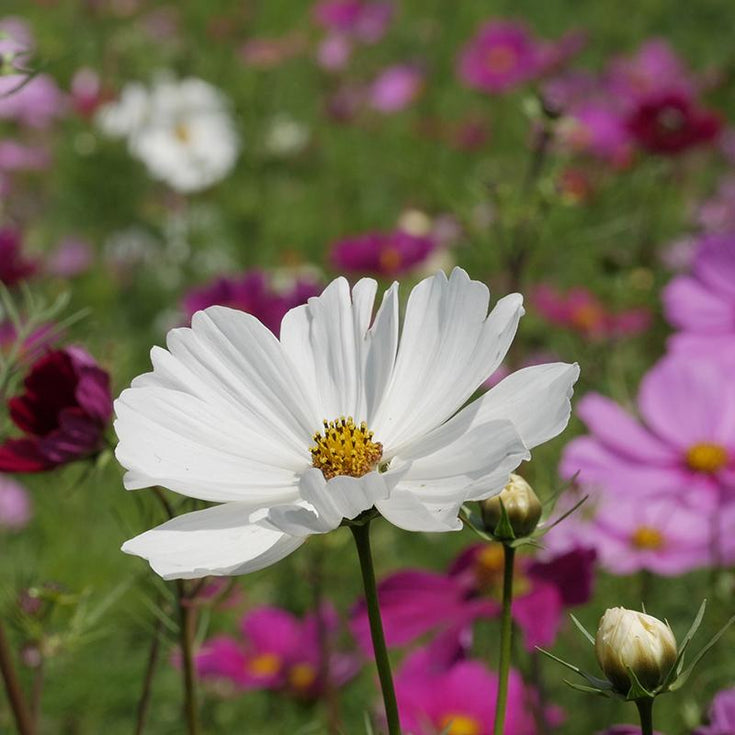 Verzorging Cosmea