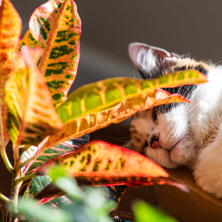 Diervriendelijke kamerplanten