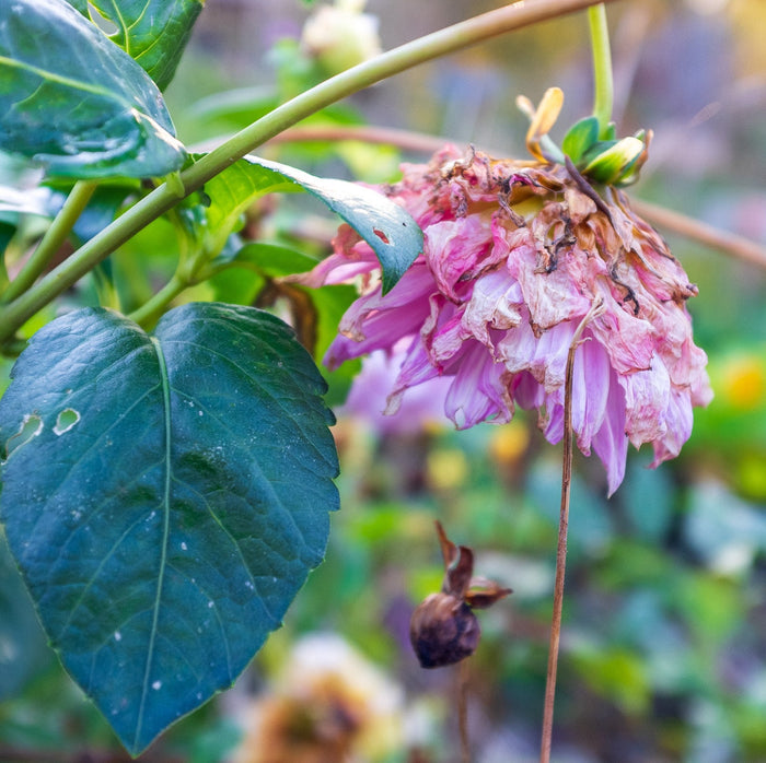 Waarom moet je je dahliaknollen oogsten?