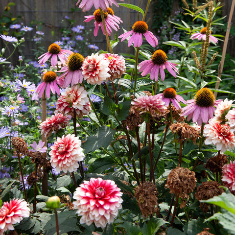 Hoe combineer je dahlia's in je tuin?