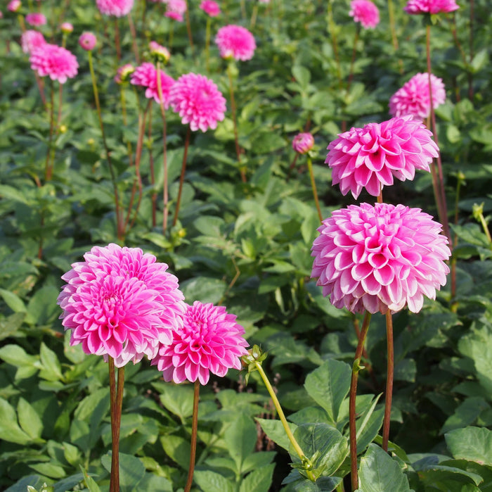 Verzorging Dahlia