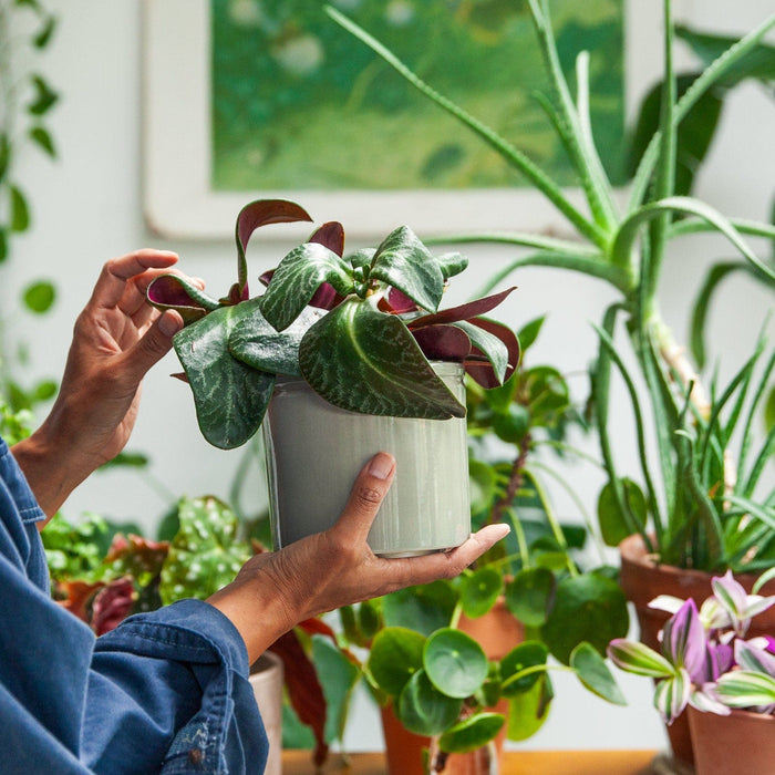 Vijf redenen waarom er zo weinig biologische kamerplanten zijn (volgens ons)