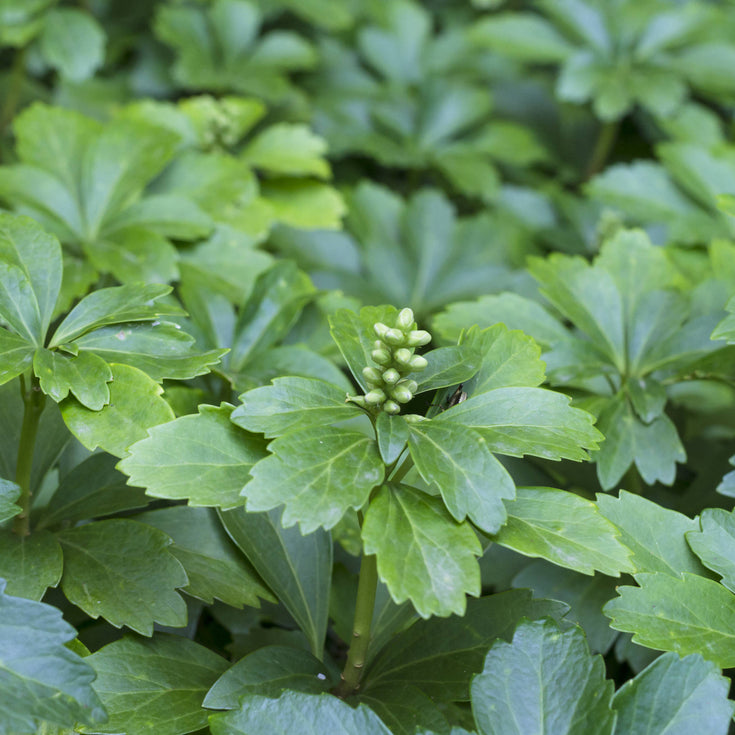 Verzorging Dikkemanskruid