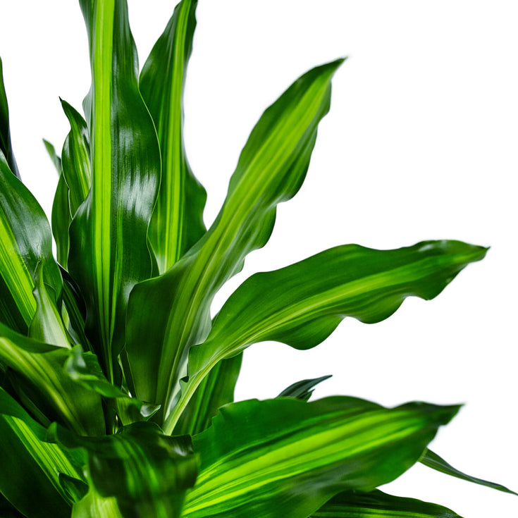 Verzorging Dracaena