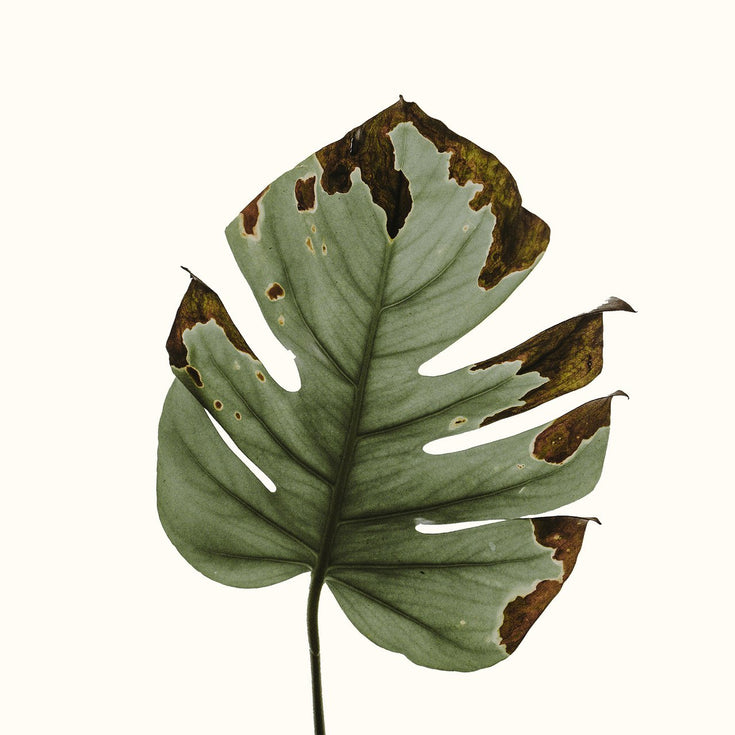 Waarom stopt je plant met ademen?