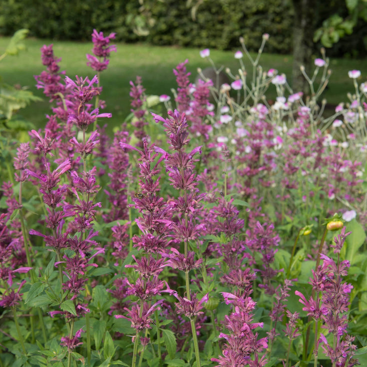 Verzorging Dropplant