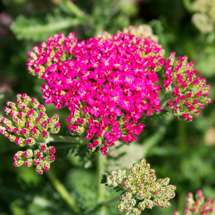 Verzorging Duizendblad