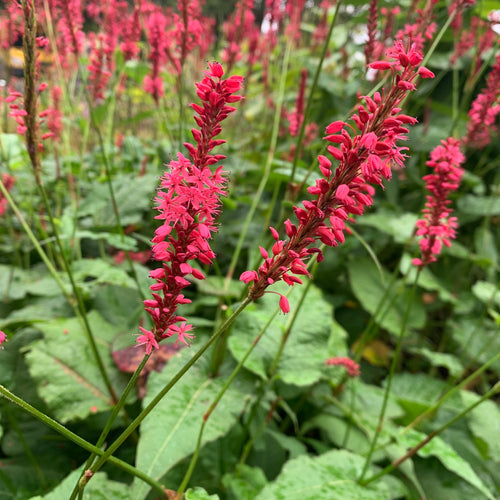 Verzorging Duizendknoop