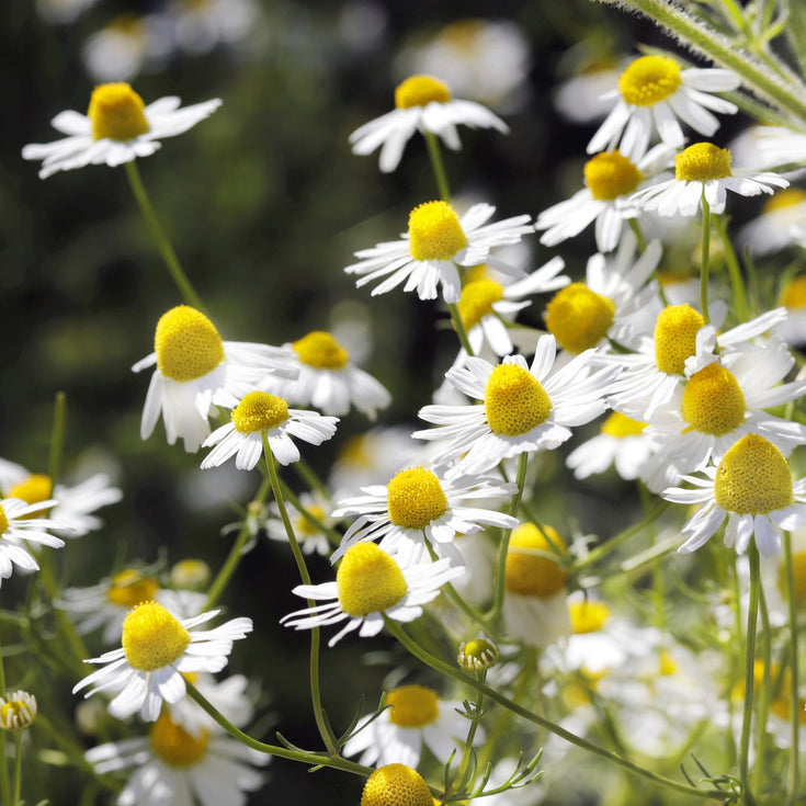 Verzorging Echte kamille