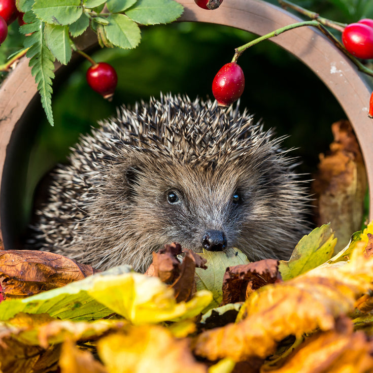 Herfst in de tuin: doen en laten voor biodiversiteit
