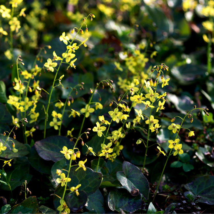 Verzorging Elfenbloem