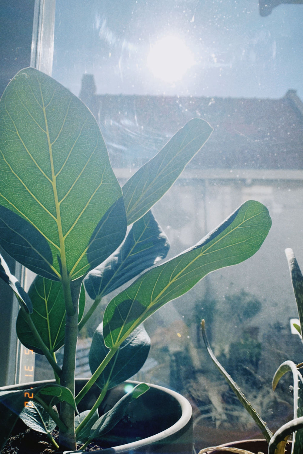 Hittegolf: overlevingstips voor kamerplanten