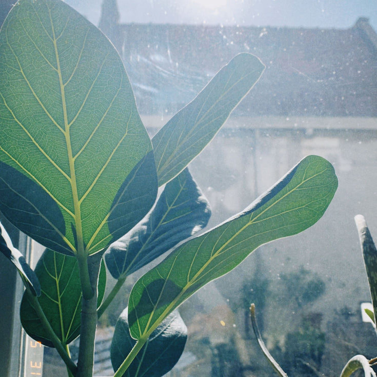 Hittegolf: overlevingstips voor kamerplanten