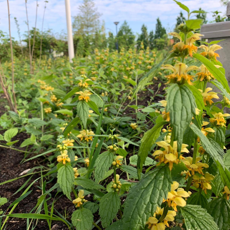 We leggen nu ook biodiverse bedrijfstuinen aan!