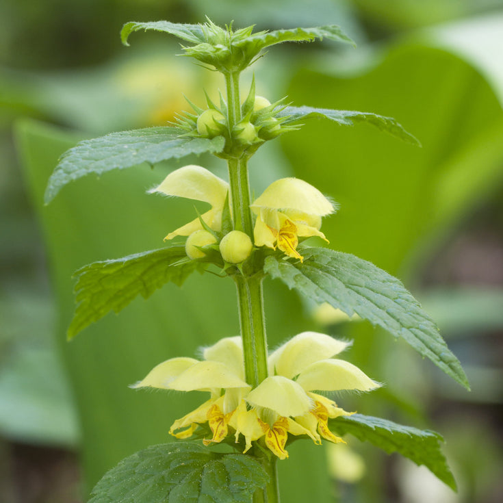 Verzorging Gele Dovenetel