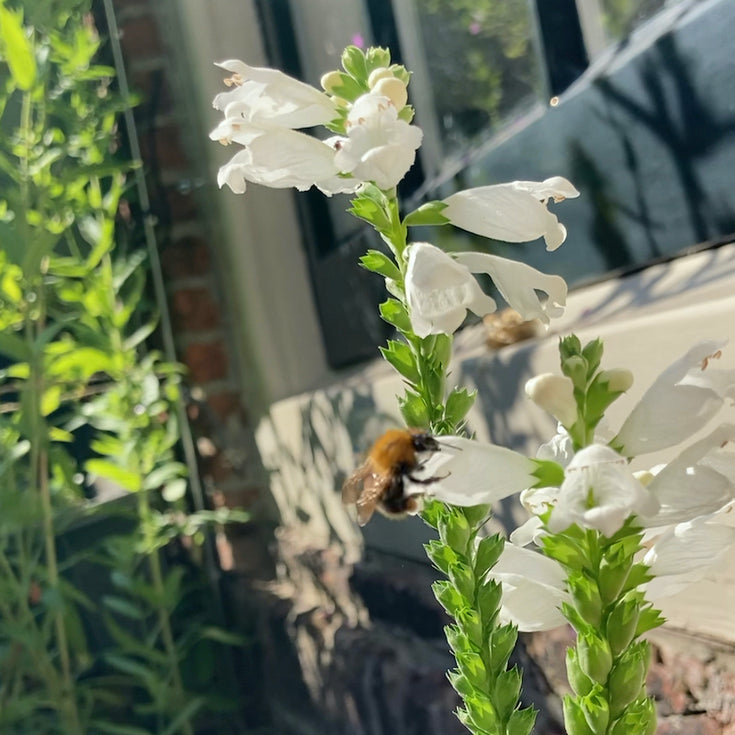 Geluk zit in een tuintje