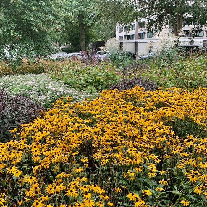 Geweldig nieuws, Gemeente Amsterdam gaat gifvrij!