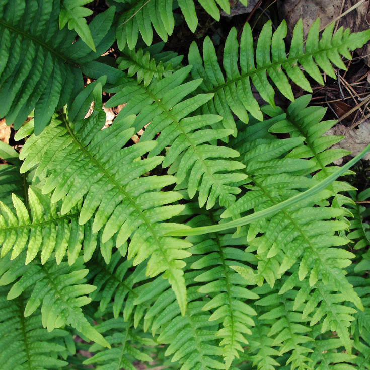 Verzorging Gewone eikvaren