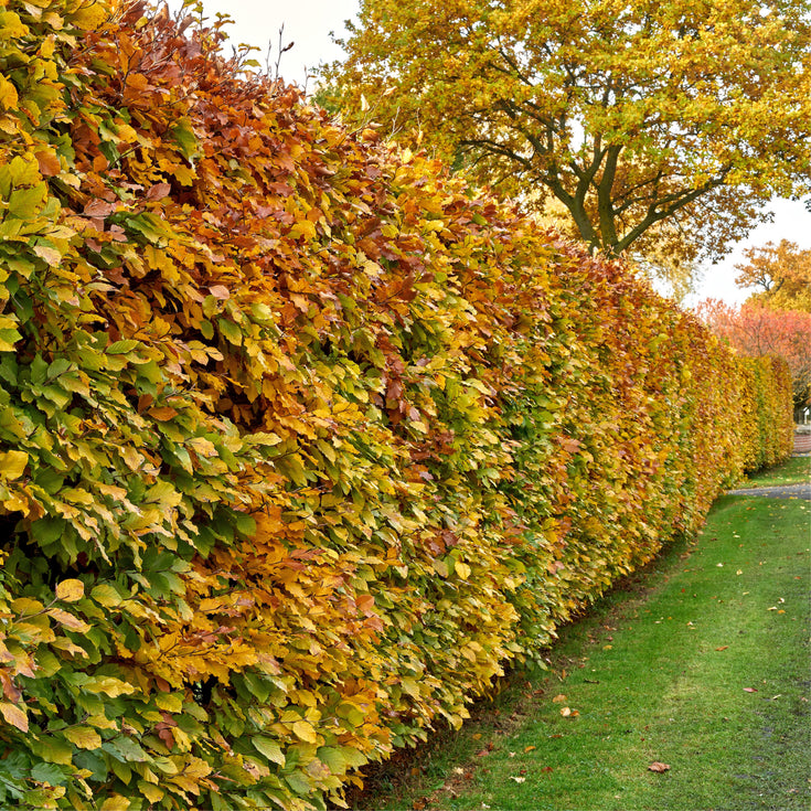 Verzorging Gewone Haagbeuk