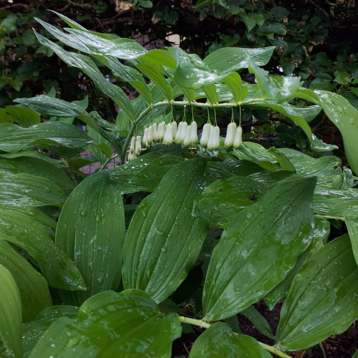 Verzorging Gewone Salomonszegel