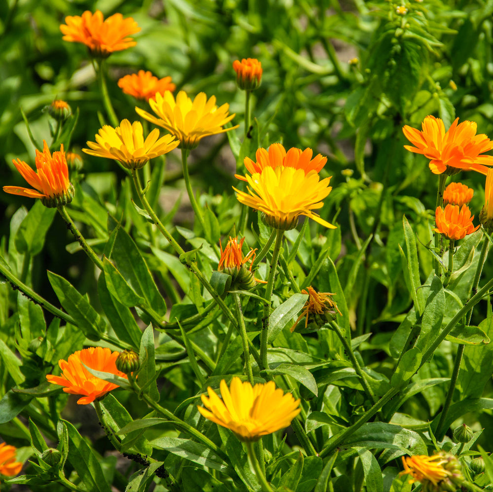 Verzorging Goudsbloem