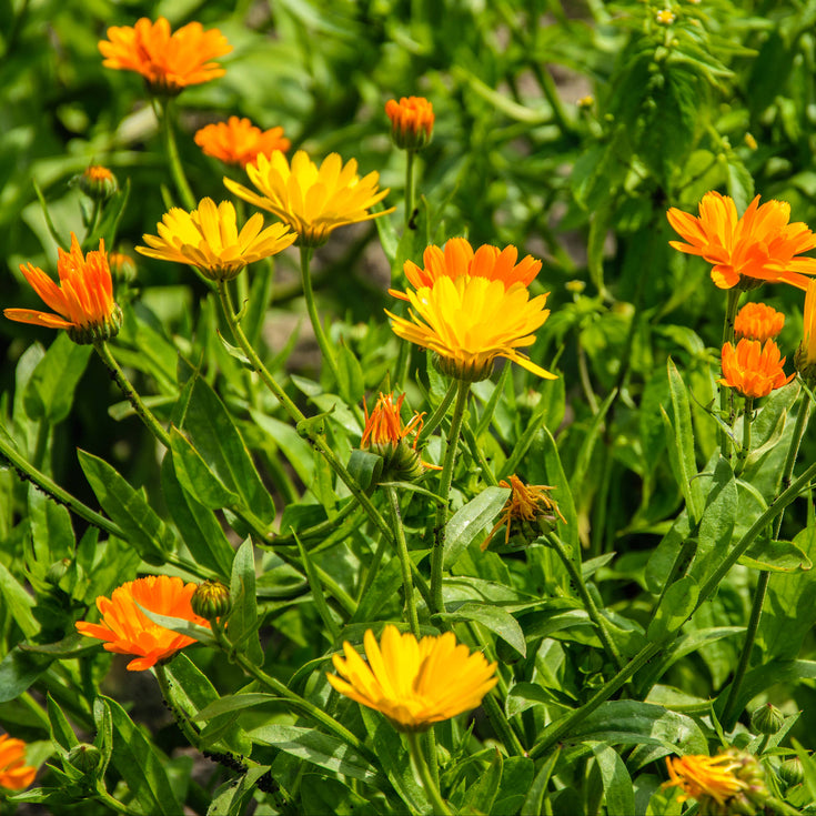 Verzorging Goudsbloem