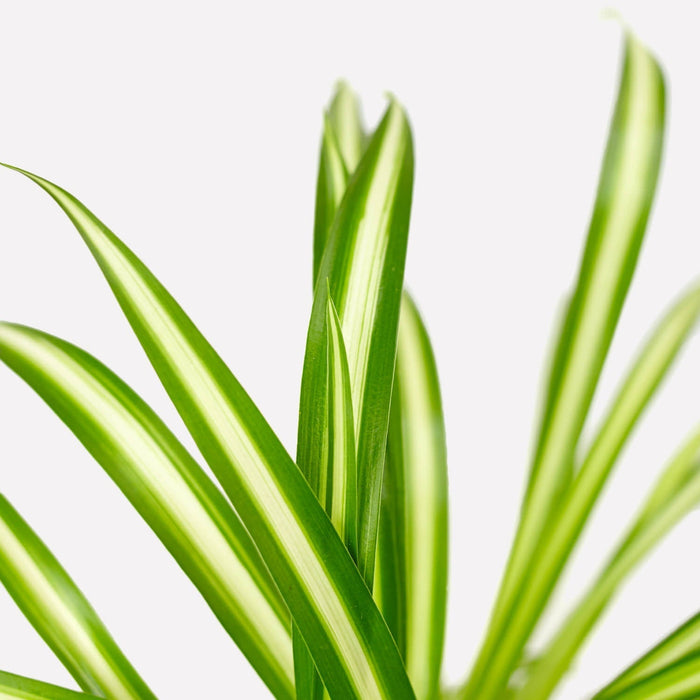 Verzorging Graslelie