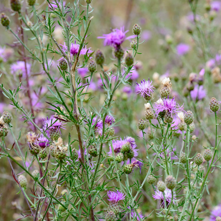Verzorging Grote centaurie