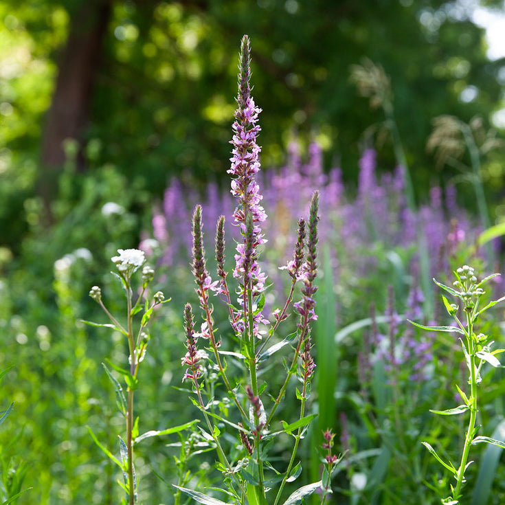 Zeven planten die zowel nat als droog aan kunnen
