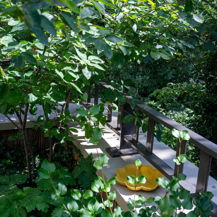 Heesters en bomen in potten? Zo doe je dat!