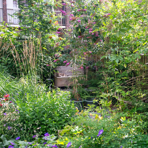 Vijf redenen waarom je echt een heester in je (balkon)tuin moet planten
