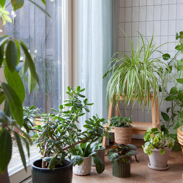 kamerplanten in de winter voor een raam