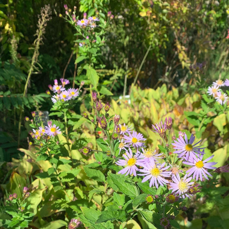 Asters geven je herfst kleur! Hoe combineer je ze in je tuin?