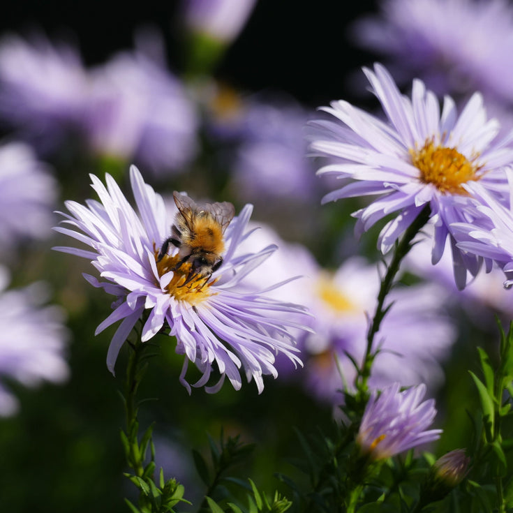 Verzorging Herfstaster