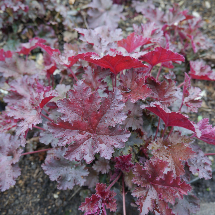 Verzorging Heuchera Chocolate Ruffles