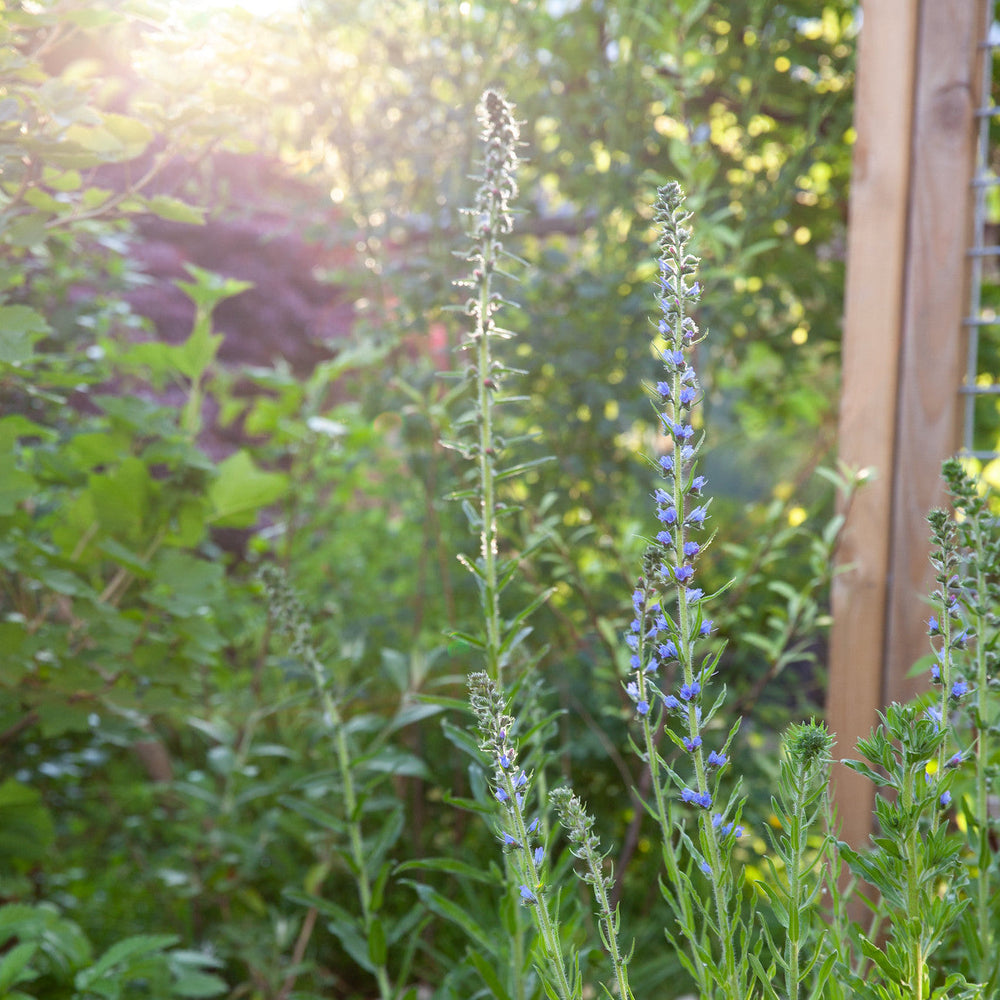 Hitte! Zo verzorg je je tuinplanten